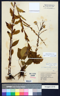 Solidago tarda image