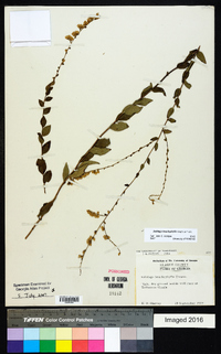 Solidago brachyphylla image