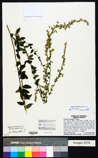 Solidago brachyphylla image