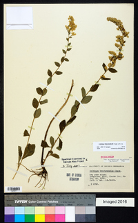 Solidago brachyphylla image