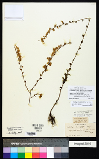 Solidago brachyphylla image