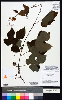 Vitis aestivalis var. bicolor image