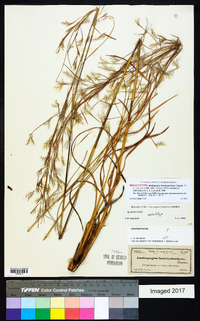 Andropogon brachystachyus image