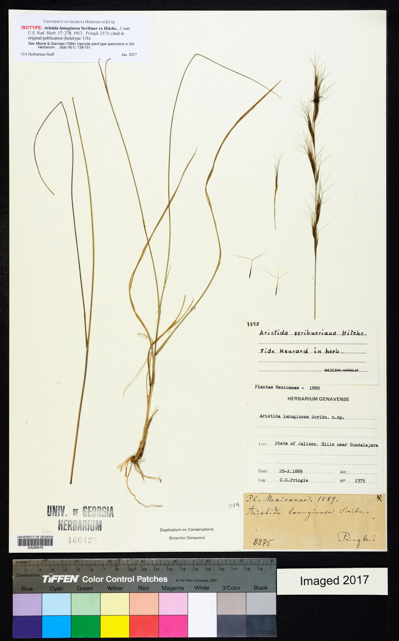 Aristida lanuginosa image