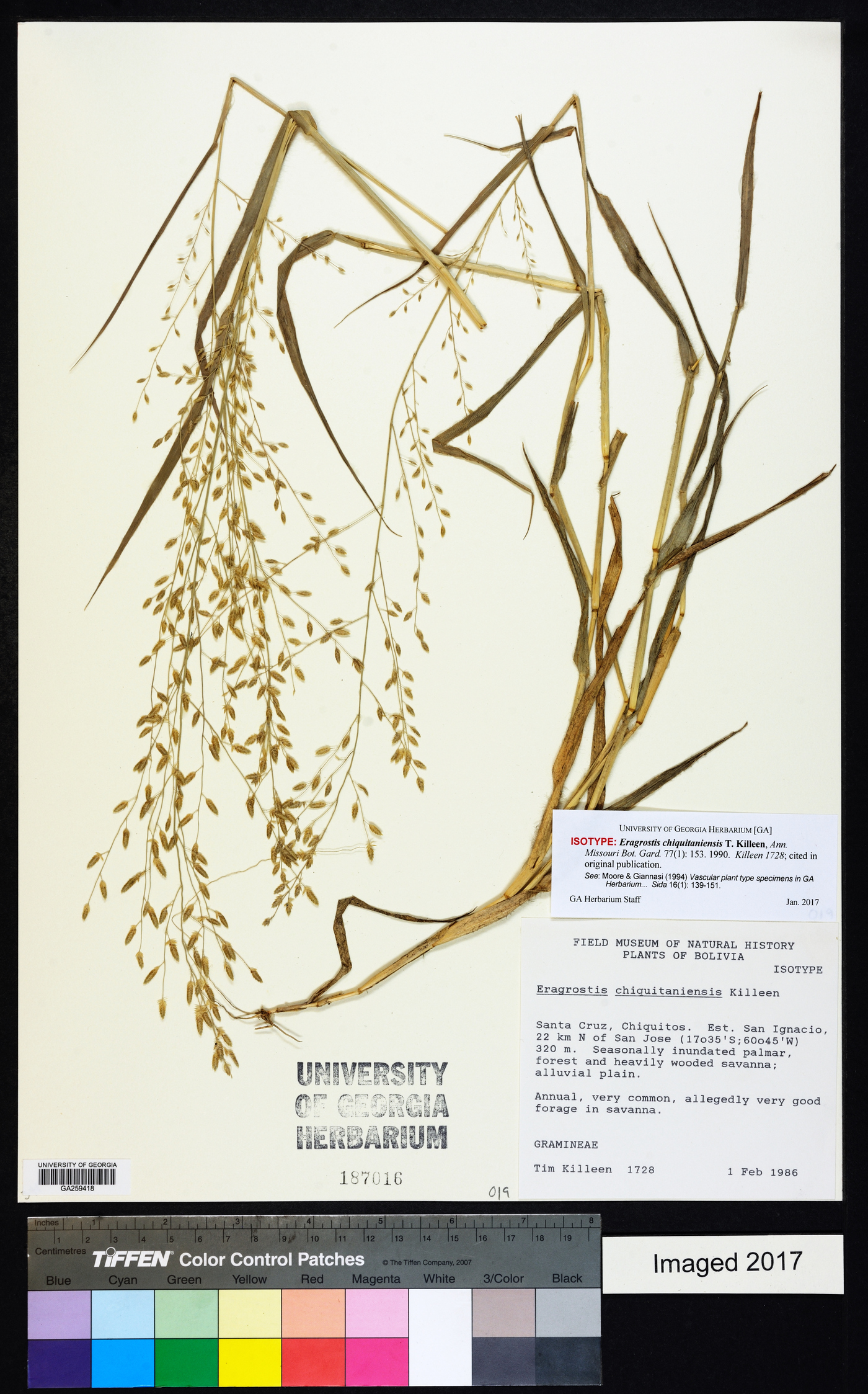 Eragrostis chiquitaniensis image