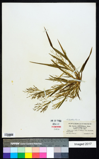 Panicum dichotomiflorum var. puritanorum image