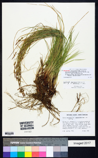 Carex lucorum image