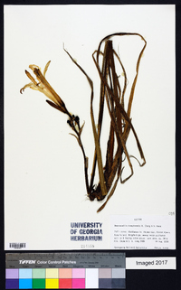 Image of Hemerocallis hakuunensis