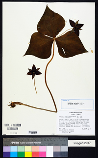 Trillium sulcatum image