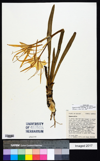 Hymenocallis godfreyi image