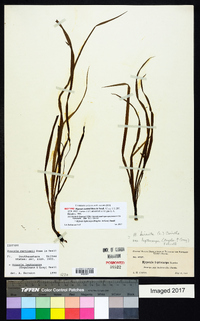 Hypoxis curtissii image