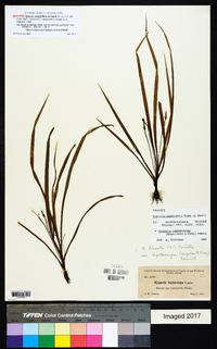 Hypoxis curtissii image