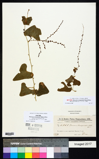 Dioscorea multiflora image