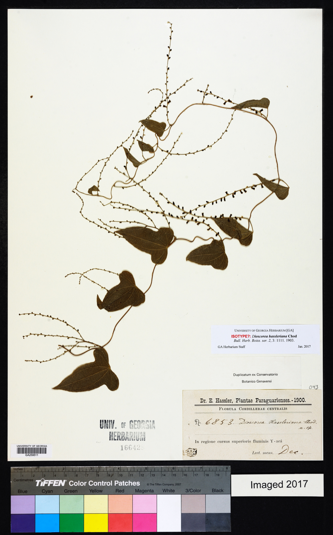 Dioscorea hassleriana image