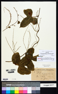 Dioscorea hassleriana image