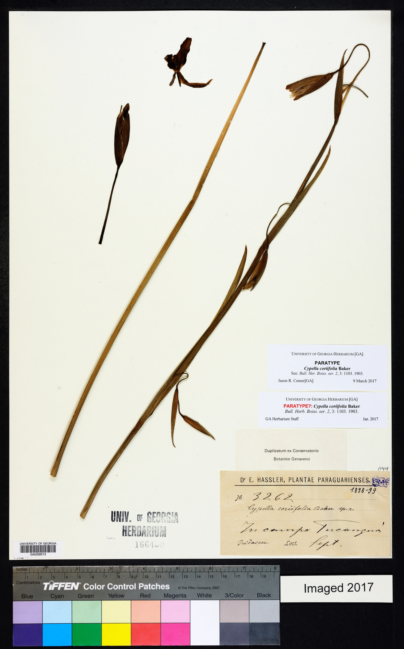 Trimezia spathata image