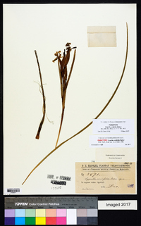 Trimezia spathata image