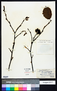 Alnus serrulata var. subelliptica image