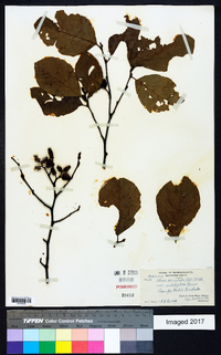 Alnus serrulata var. subelliptica image