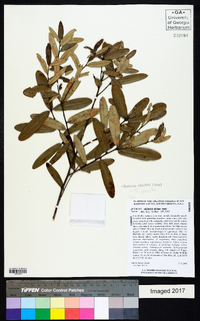 Quercus pumila image