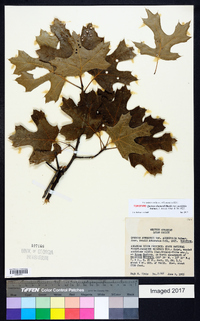 Quercus shumardii var. acerifolia image