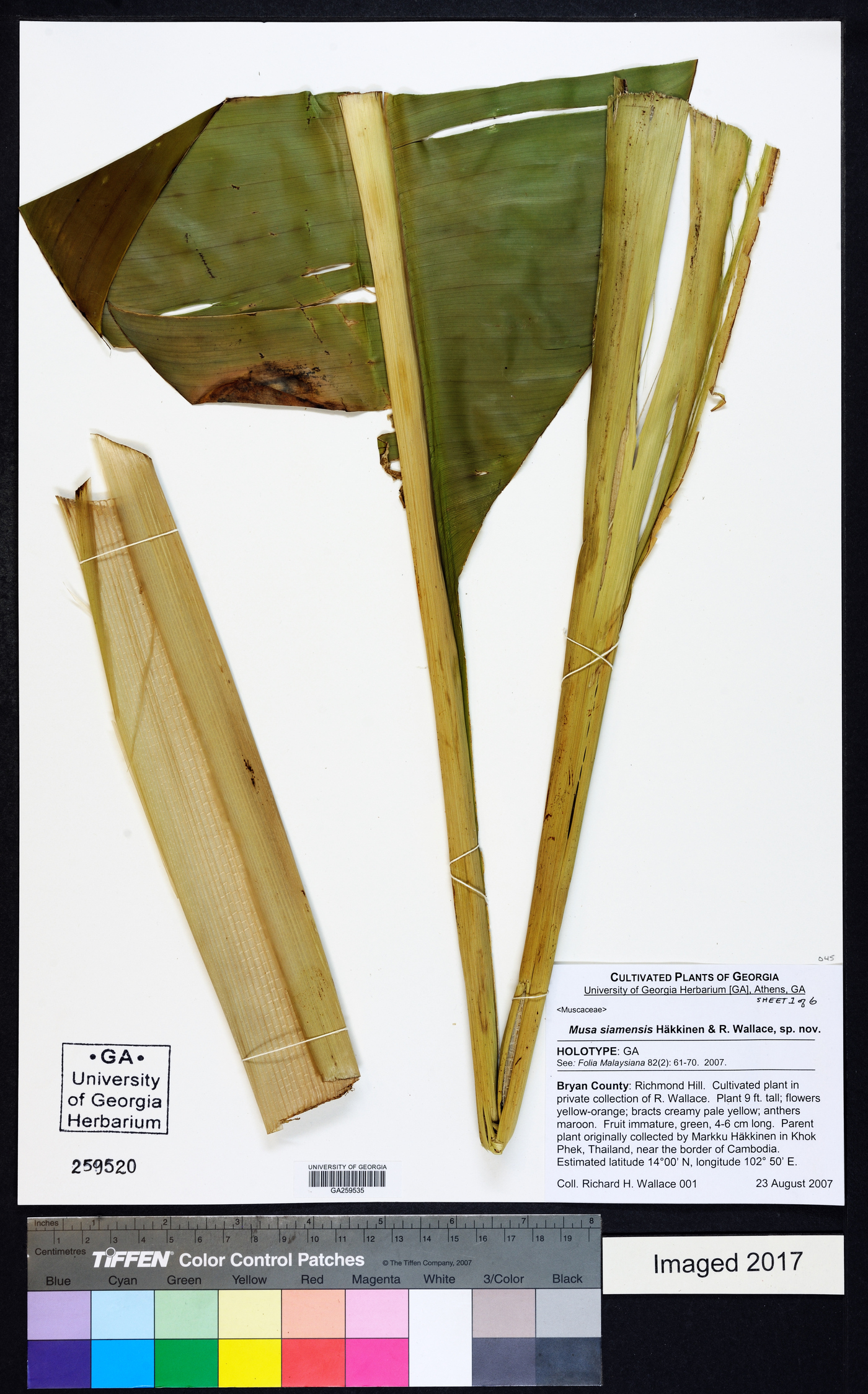 Musa siamensis image