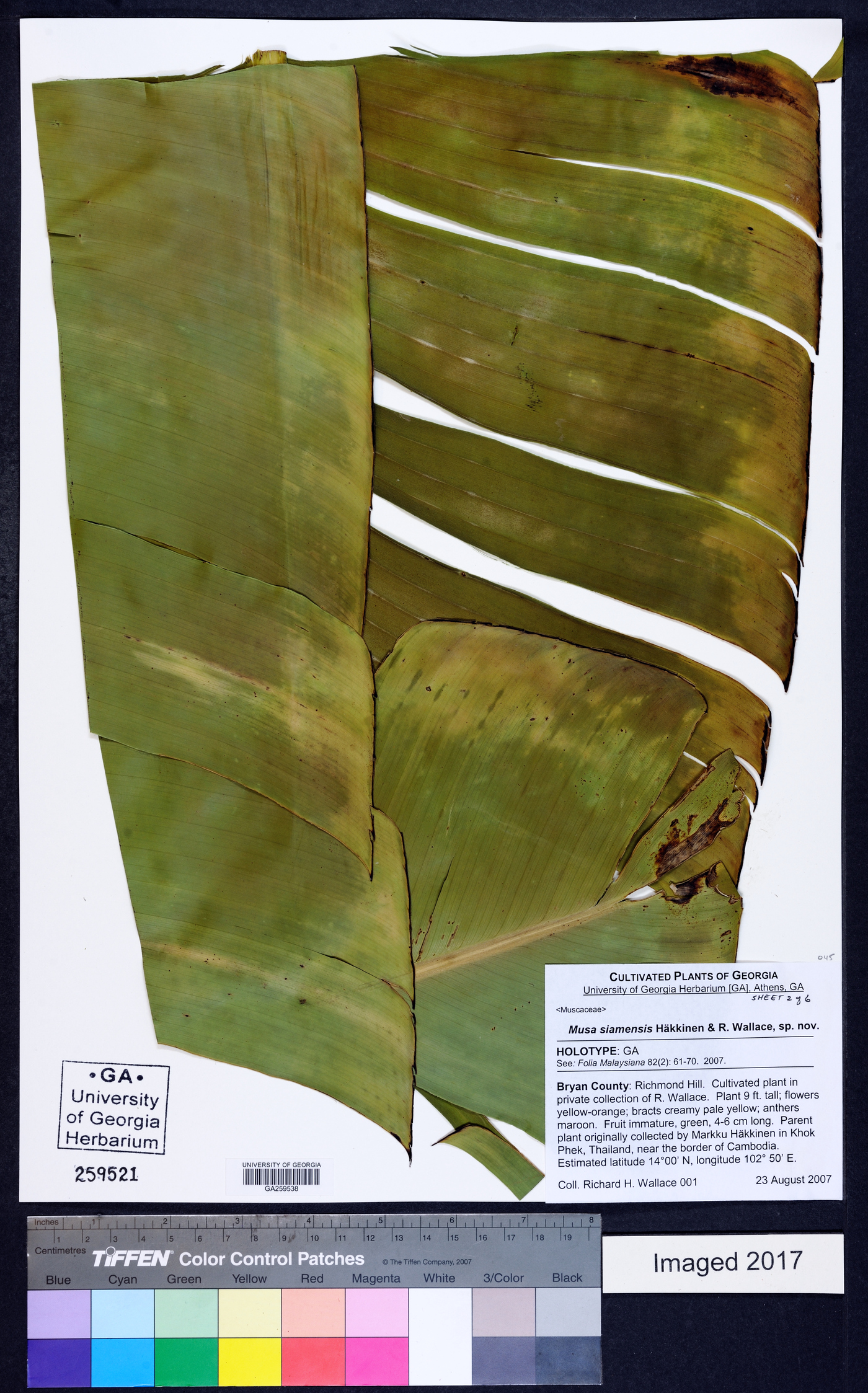 Musa siamensis image