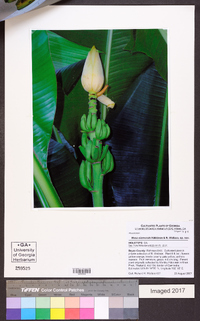 Musa siamensis image