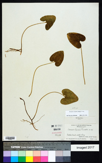 Asarum lewisii image