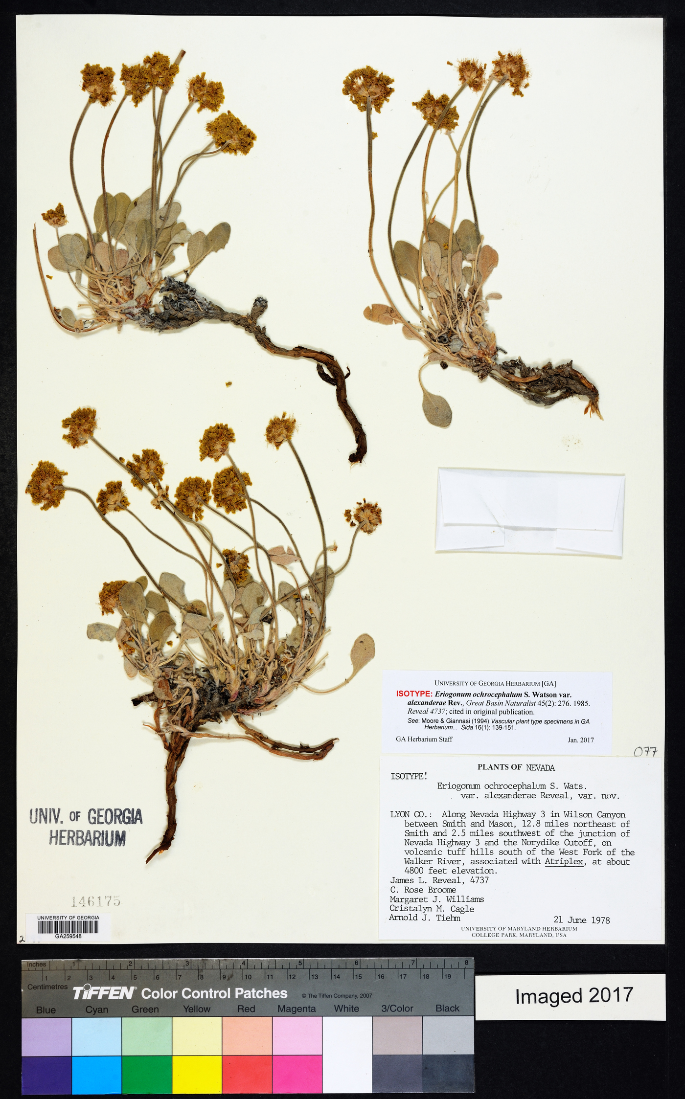 Eriogonum ochrocephalum var. alexandrae image