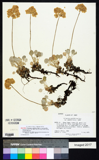 Eriogonum ovalifolium var. pansum image