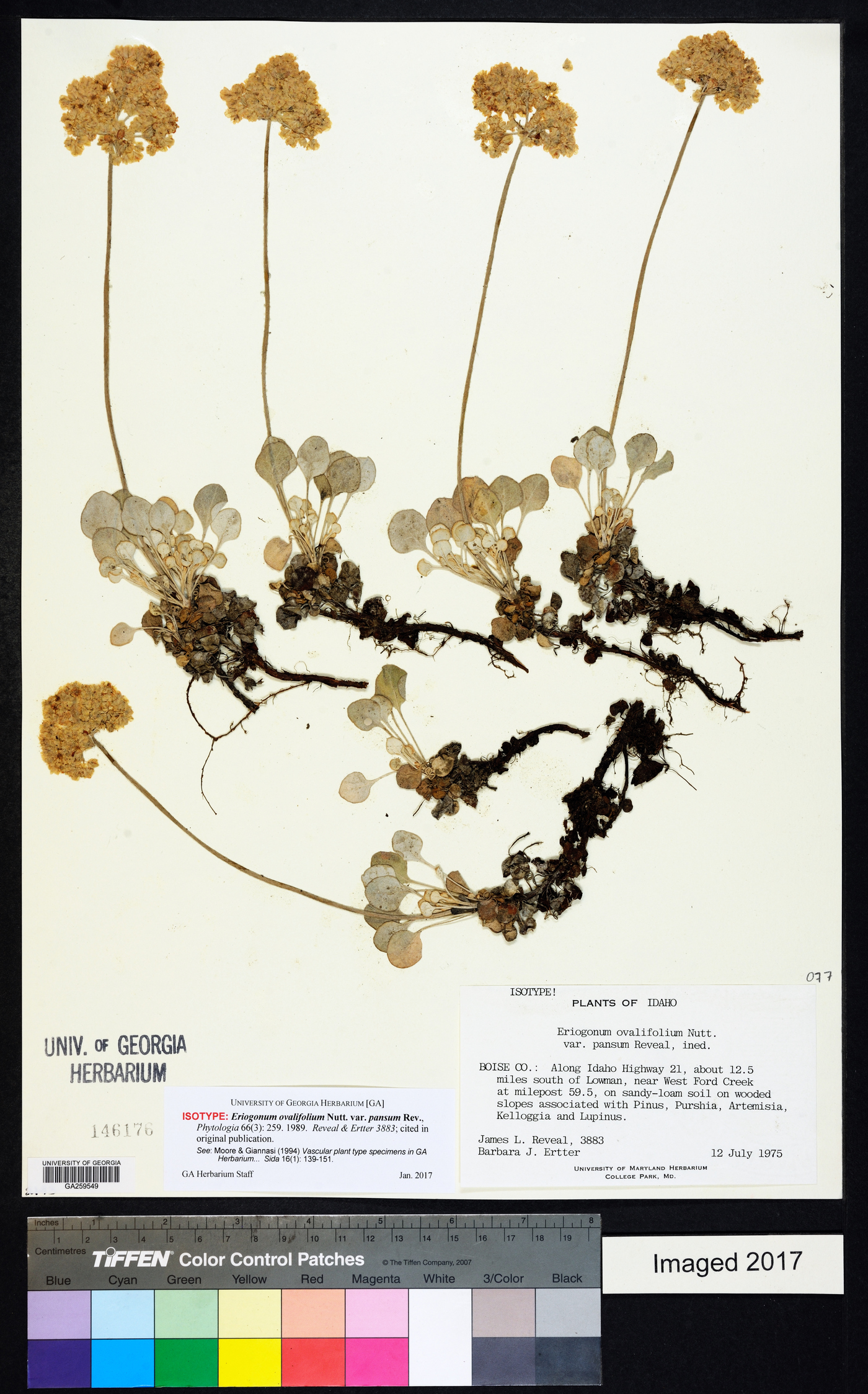 Eriogonum ovalifolium var. pansum image