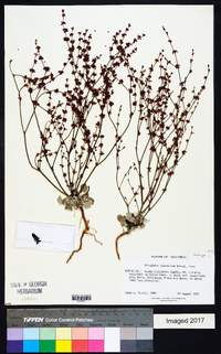 Eriogonum saltuarium image