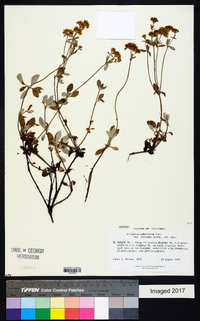 Eriogonum umbellatum var. furcosum image