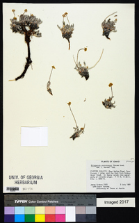 Eriogonum capistratum image