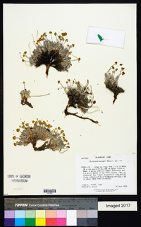 Eriogonum welshii image