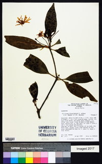 Illicium floridanum image