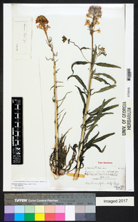 Erysimum capitatum var. capitatum image