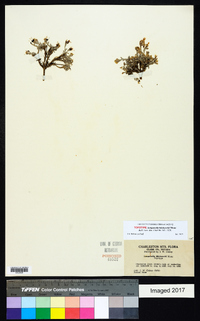Physaria hitchcockii image