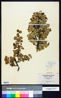 Amelanchier nitens image