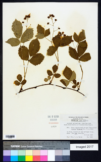 Rubus clandestinus image