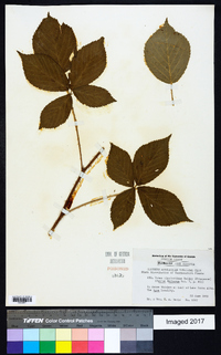 Rubus clandestinus image