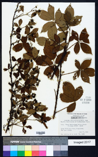 Rubus densissimus image