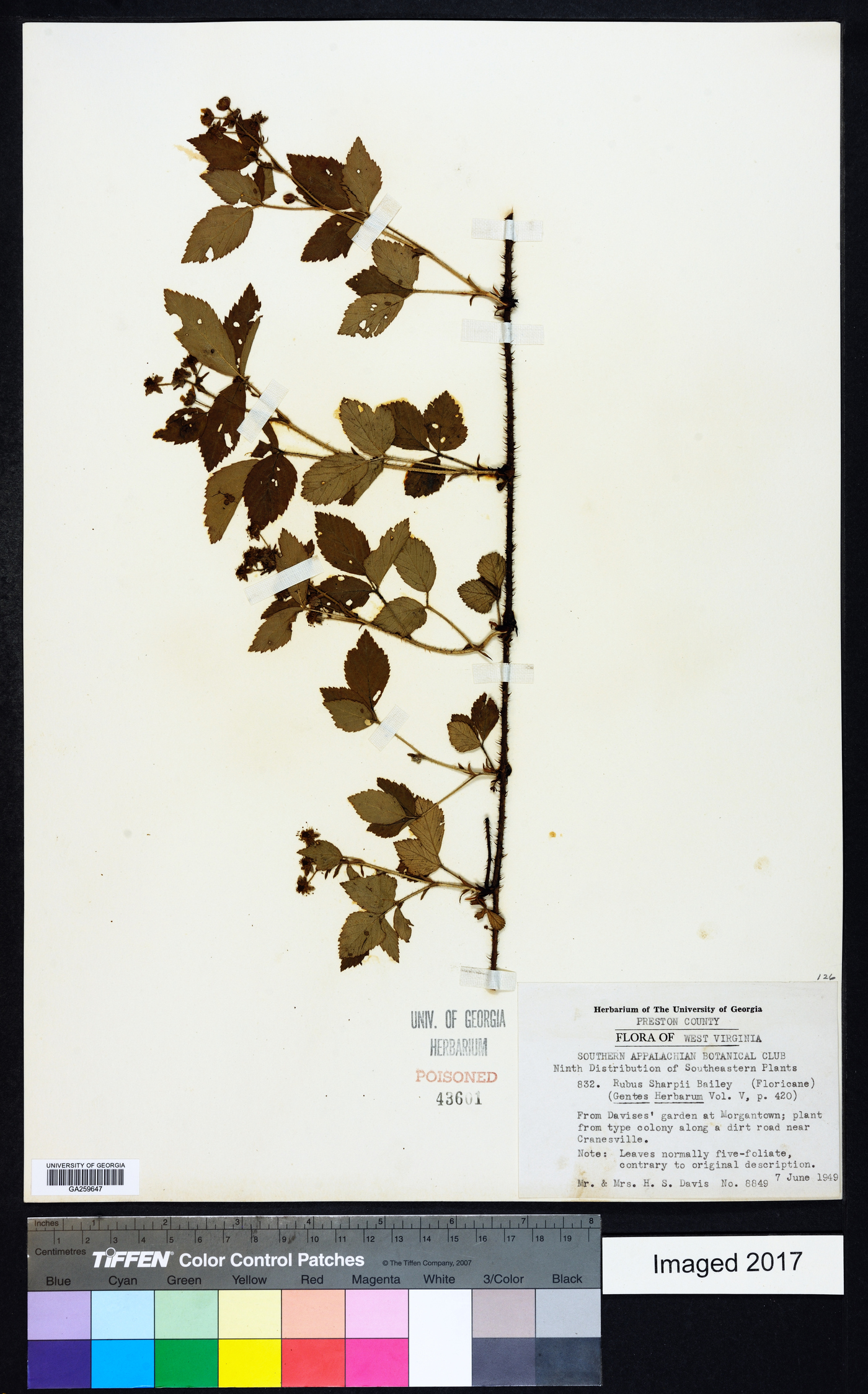 Rubus sharpii image