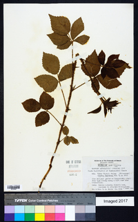 Rubus sharpii image
