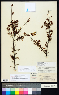 Ilex decidua var. curtissii image