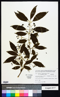 Euonymus atropurpureus var. cheatumii image