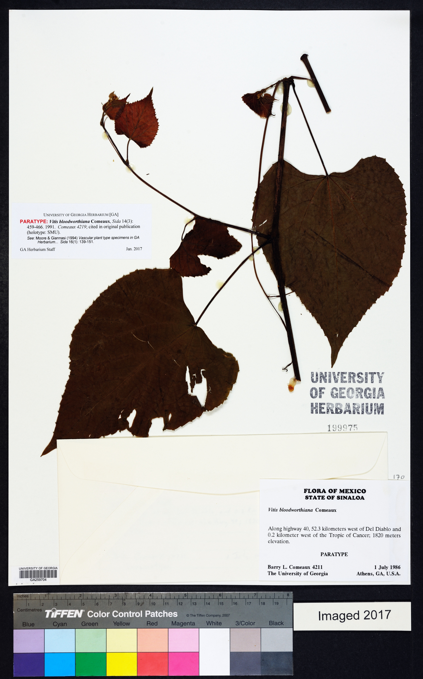 Vitis bloodworthiana image