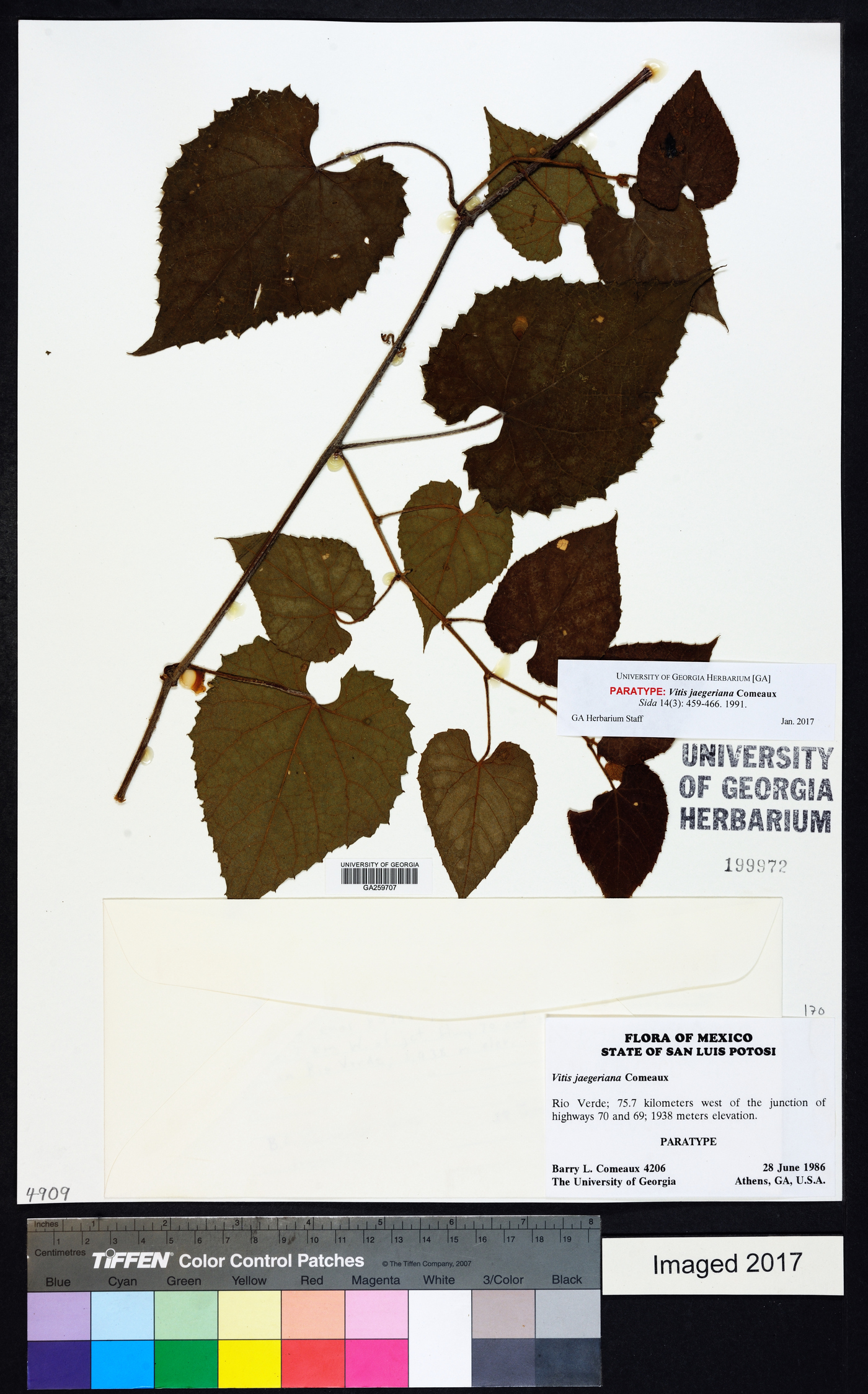 Vitis jaegeriana image