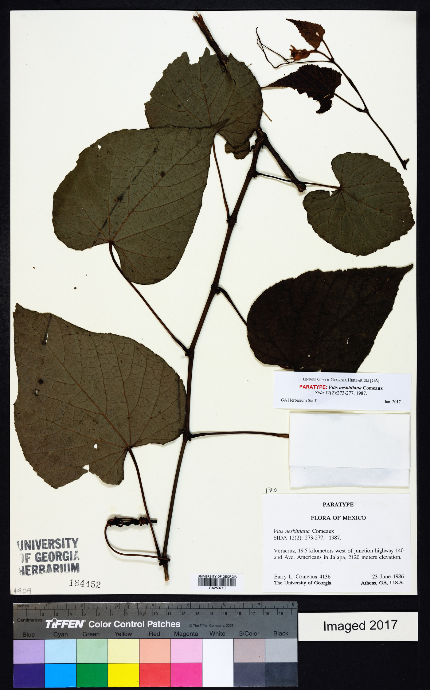 Vitis nesbittiana image